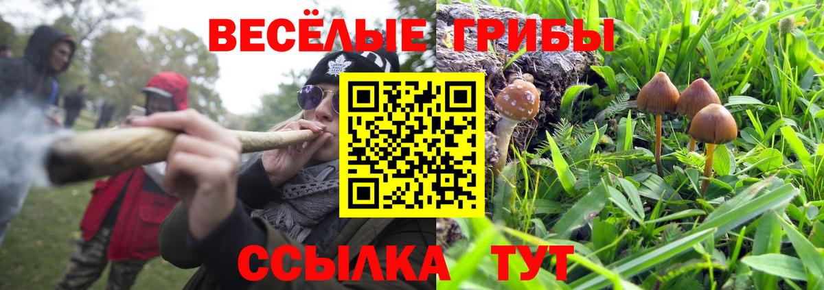 Псилоцибиновые грибы Cubensis Россия